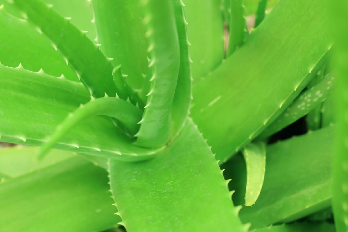 Aloe Vera Planta - Mundo Aloe